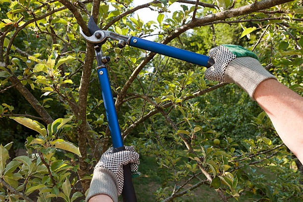 Choosing the Right Time of Year for Tree Pruning and Trimming Tree Pruning and Trimming